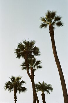 Palmiers (2) Matthieu Montjotin