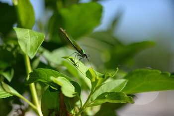 libellule verte de Boulogne ouest Cyril Vuillemin