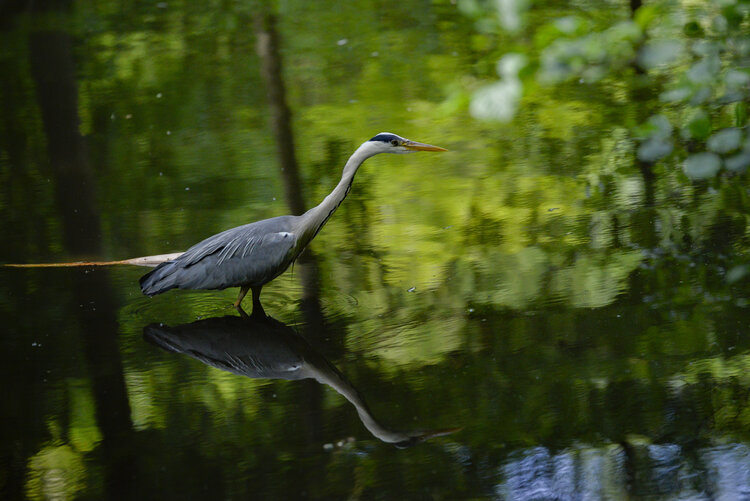 Le Héron du Lac Cyril Vuillemin