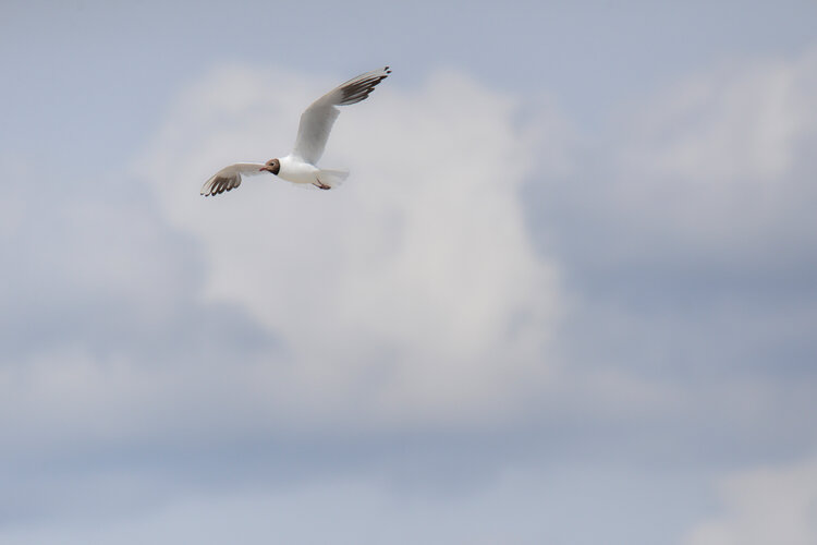 mouette a tète noire volant dans le ciel Cyril Vuillemin