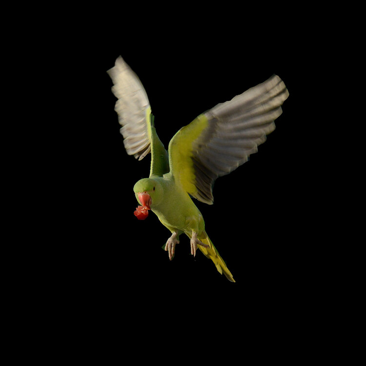 perruche d'ile de france  . Cyril Vuillemin