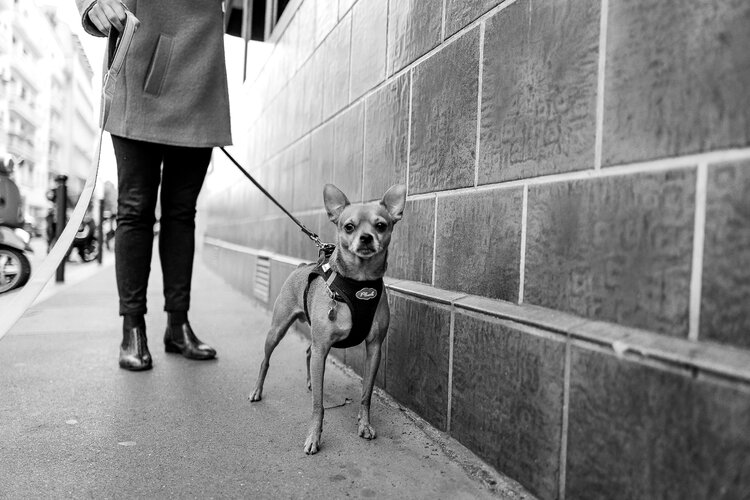 Sympathique passante avec ses 2 petits chiens dans le 14em arrondissement de paris Cyril Vuillemin