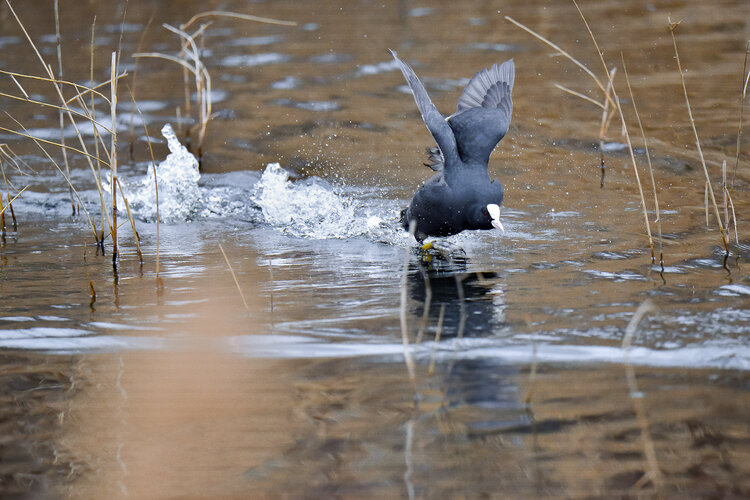 poule d'eau court sur l'eau  a l'étang de marnes la coquette . Cyril Vuillemin