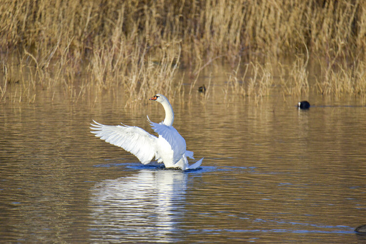 cygne solitaire  etang de marnes la coquette Cyril Vuillemin