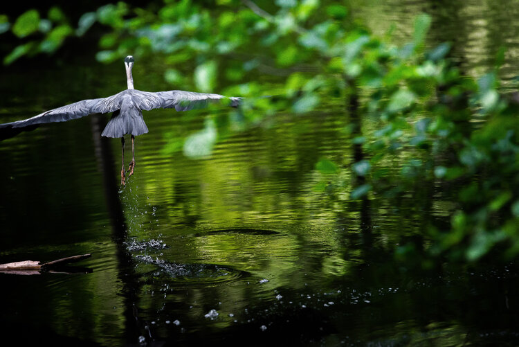Lenvol du heron Cyril Vuillemin