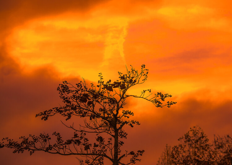 African Sunset Cyril Vuillemin