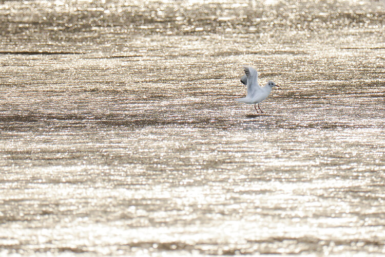 Mouette d'Ile de France   sur l 'etang de Marnes la coquette Cyril Vuillemin