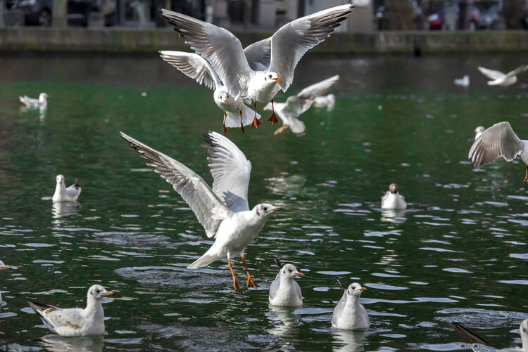 le ballet des mouettes au soleil couchant sur le canal saint-martin Cyril Vuillemin