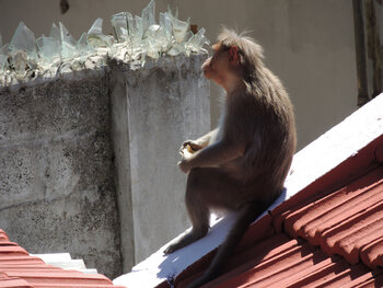 Le singe songeur / OOTY - Tamil Nadu - INDE du Sud Guylaine BISSON