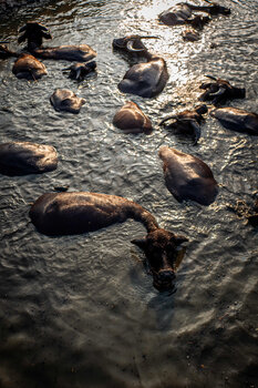 Bubalus bubalis II David Bourbasquet