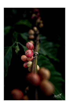 Grain de café II David Bourbasquet