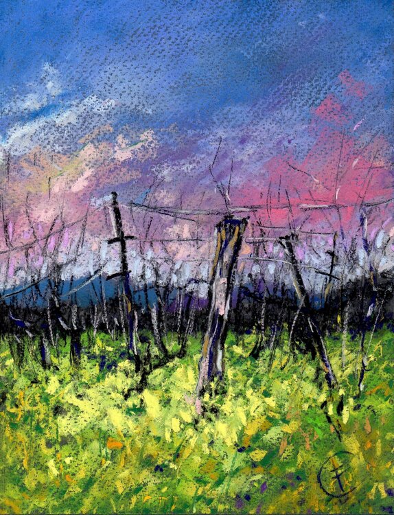 DRY CREEK VALLEY, CALIFORNIA Fabrizio Cancelliere