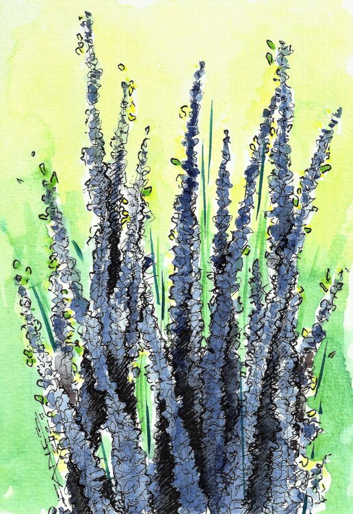 LAVANDA Fabrizio Cancelliere