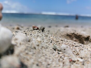 Harmonie des grains Willy HERVY