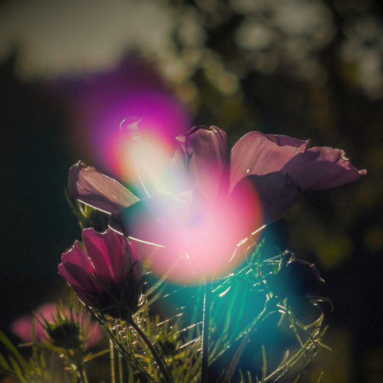 Blume – im Sonnenlicht Lisa Knickel