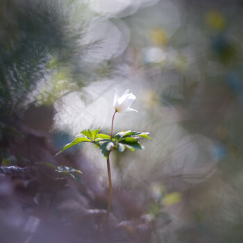 Ballerine Christine MOSNIER
