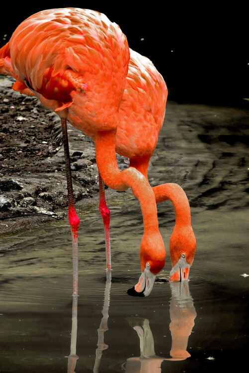 les flamants de couleur rose crevette , en duo et bien synchronisés ! Chantal Gayaud