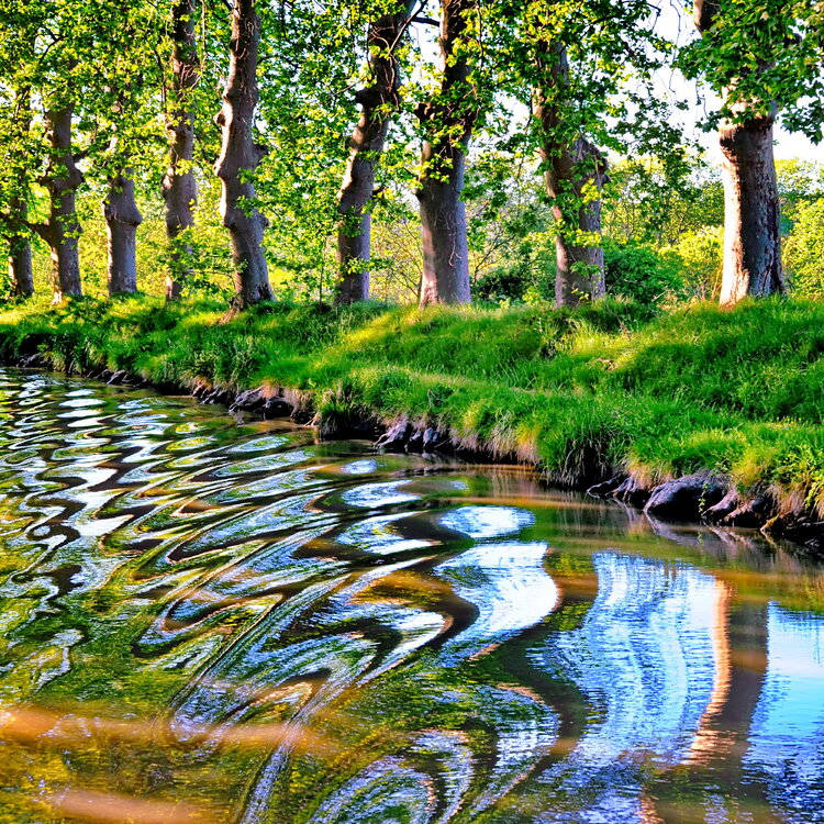 la rivière bordée de platanes Chantal Gayaud