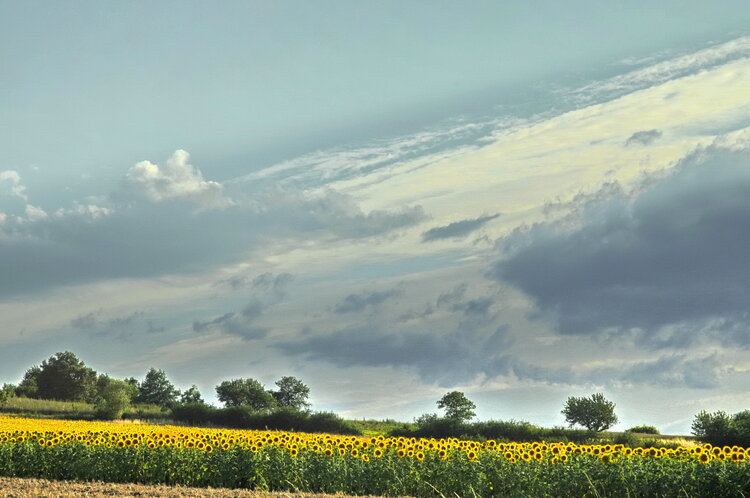 Les tournesols dans les champs d'Auvergne Chantal Gayaud