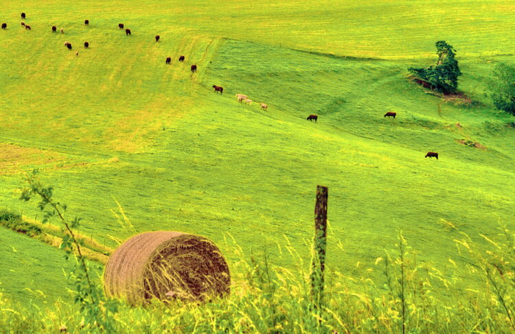 Vert ! La nature verdoyante après les pluies d'hiver, dans les champs d'Auvergne Chantal Gayaud