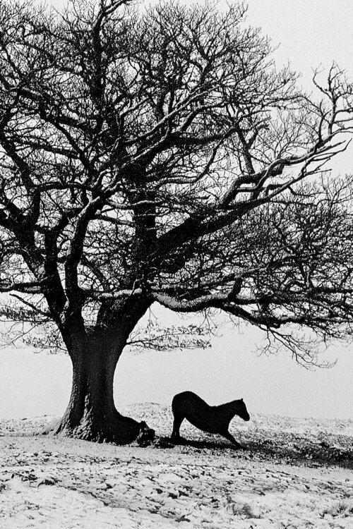 Sous la neige une  image en noir et blanc d'une silhouette d'un cheval  sous un arbre . Chantal Gayaud