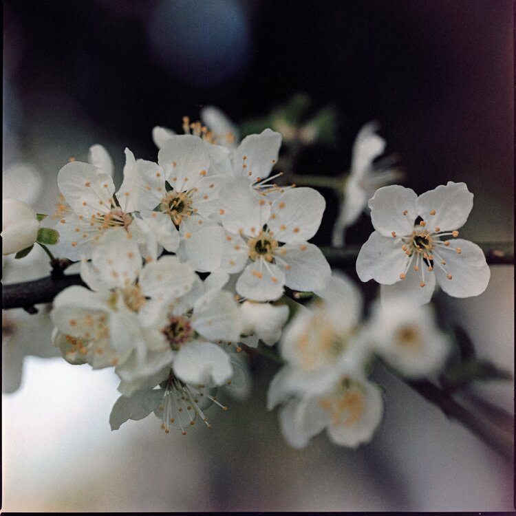 Blooming #3 Stefano Brandimarte