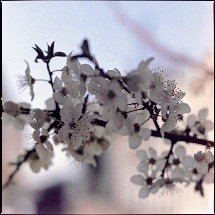 Blooming #4 Stefano Brandimarte