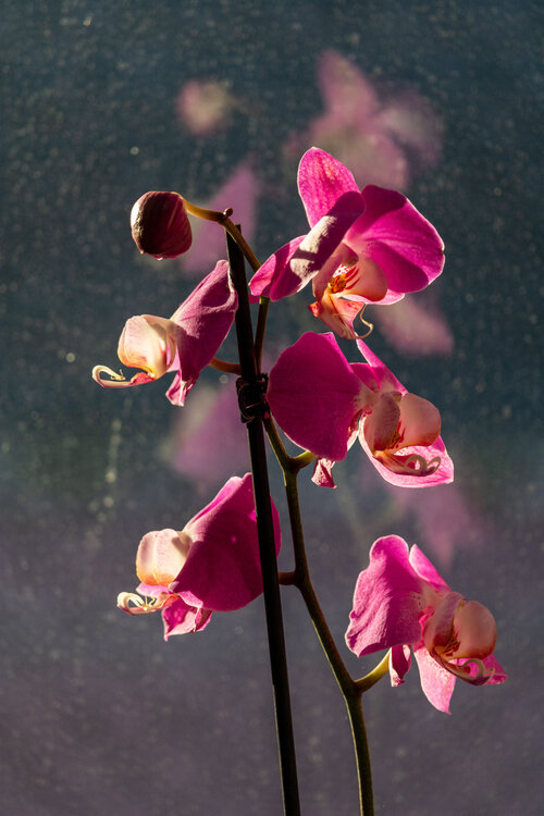 Un'orchidea riflessa sul vetro Stefano Brandimarte