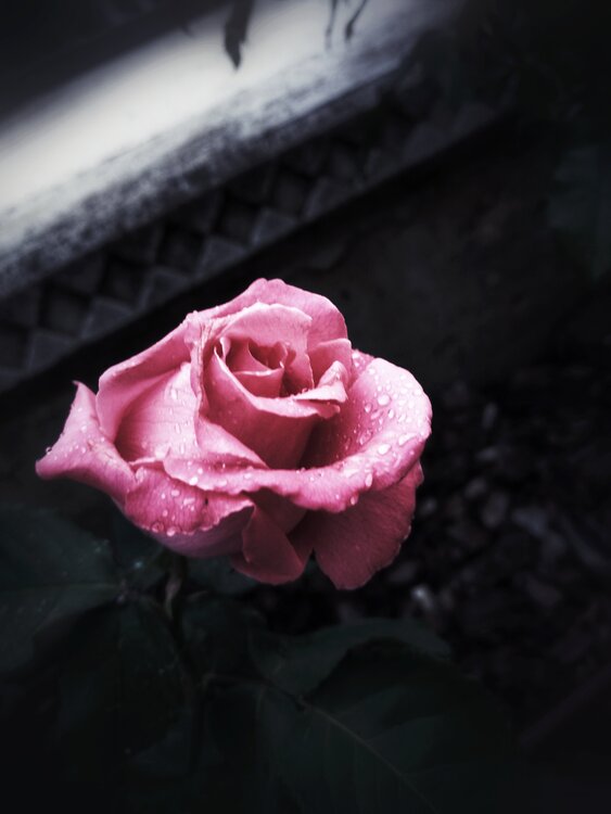 Una rosa vicino al muretto Stefano Brandimarte