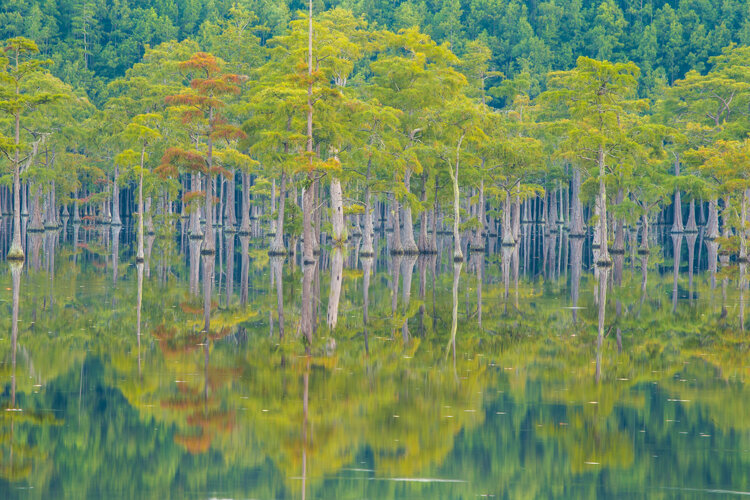 Zypressensee Karl Seidl