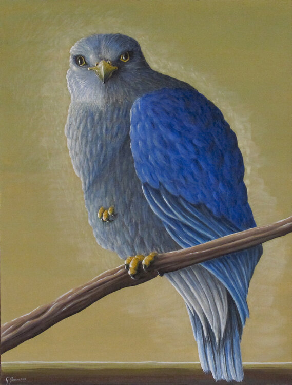 Falco azzurro Giuliano Monechi