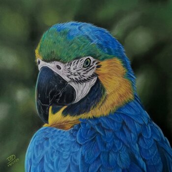 Blue Macaw Vanessa Van dromme