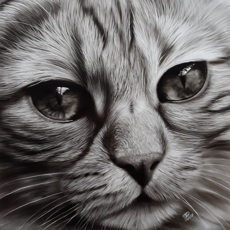 Cat Vanessa Van dromme