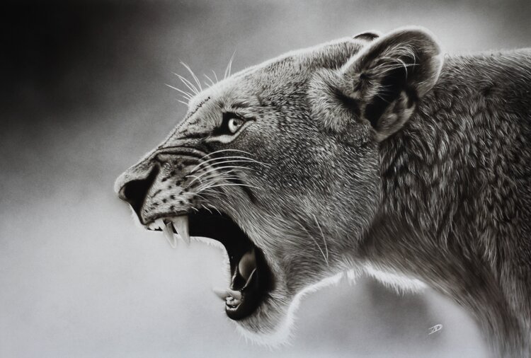Female Lion Vanessa Van dromme