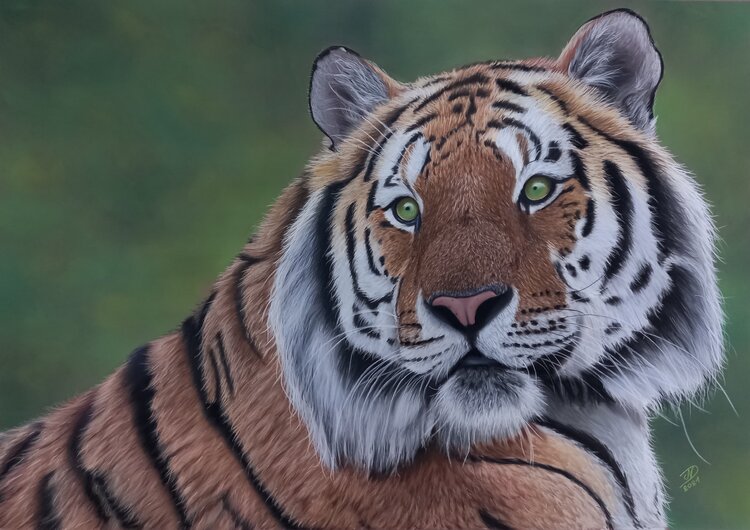 Tiger Vanessa Van dromme