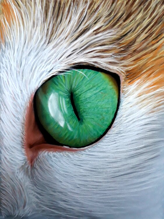 Cat Eye Vanessa Van dromme