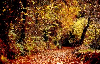 Sentier automnale / Didier Cormillot