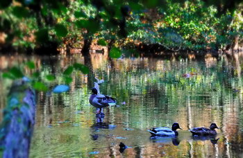 Famille canard / Didier Cormillot