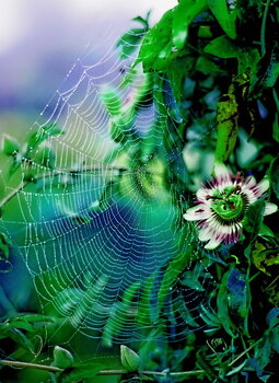 Belle dentelle mortelle  / Didier Cormillot