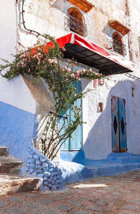 The rosebush of Chefchouen RODRIGO