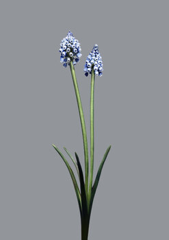 Objekt 5 - Pearl Hyachint Egon Gade