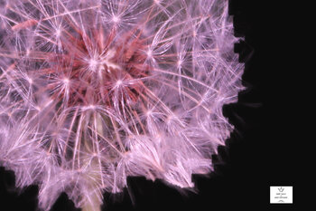 Spirare sul Fuoco 0.2 WORLDLIFE77 keep kalm e keep distance