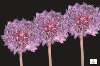 Spirare sul Fuoco 0.3 WORLDLIFE77 keep kalm e keep distance