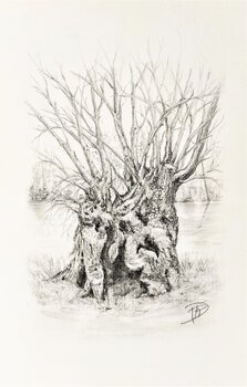 Arbre 1 Dominique Richard