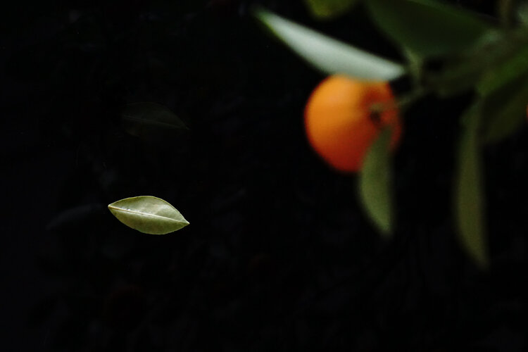 Herbst Tiefes Blatt Johannes Siegler